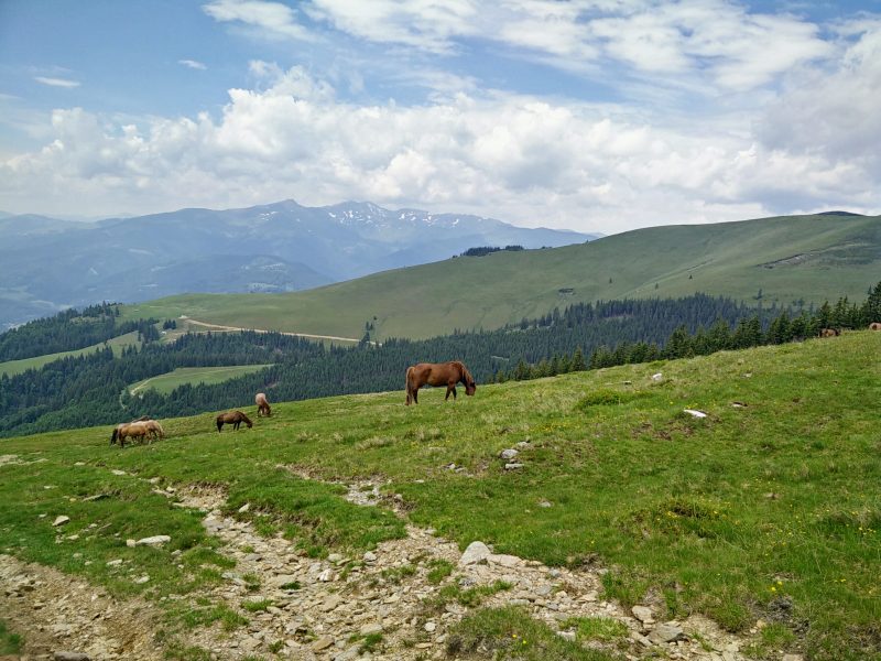 Cai in Muntii Suhard