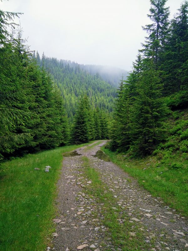 MTB forestier Vf Cearcanu