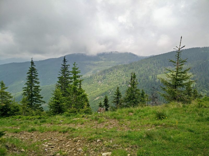 Ceata in Muntii Maramuresului