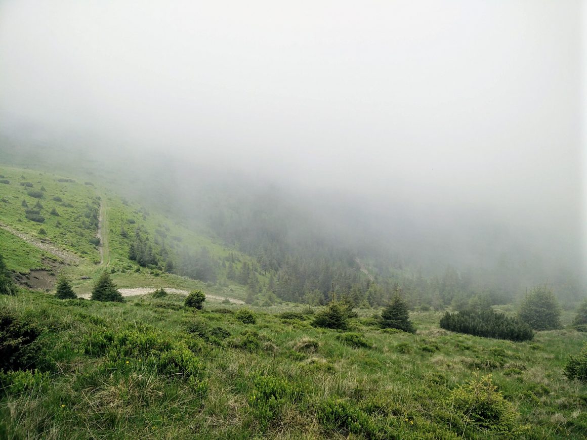 Forestier Vf Cearcanu