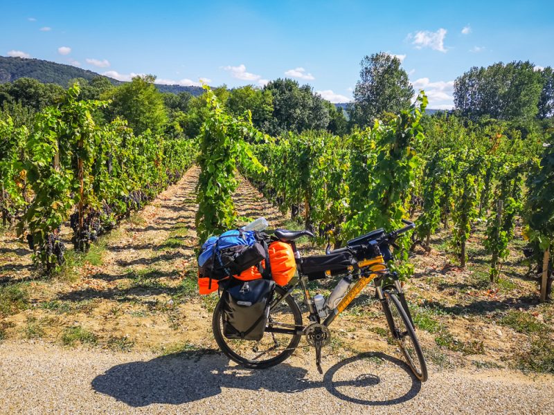 grapes on ViaRhona bike touring route