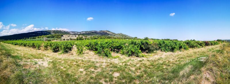 Saint-Remèze vineyards