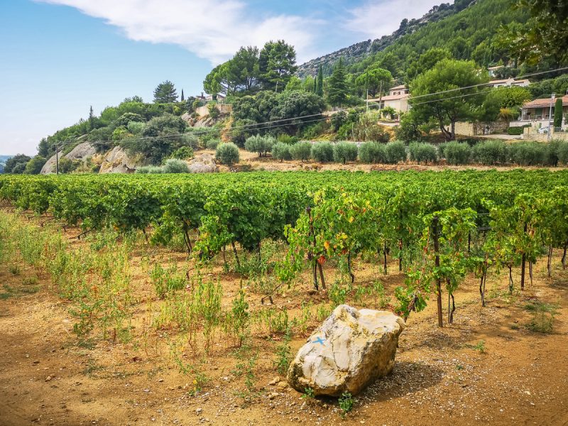 beaumes-de-venise vineyards
