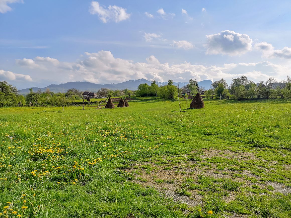 Breb Maramures Gutai