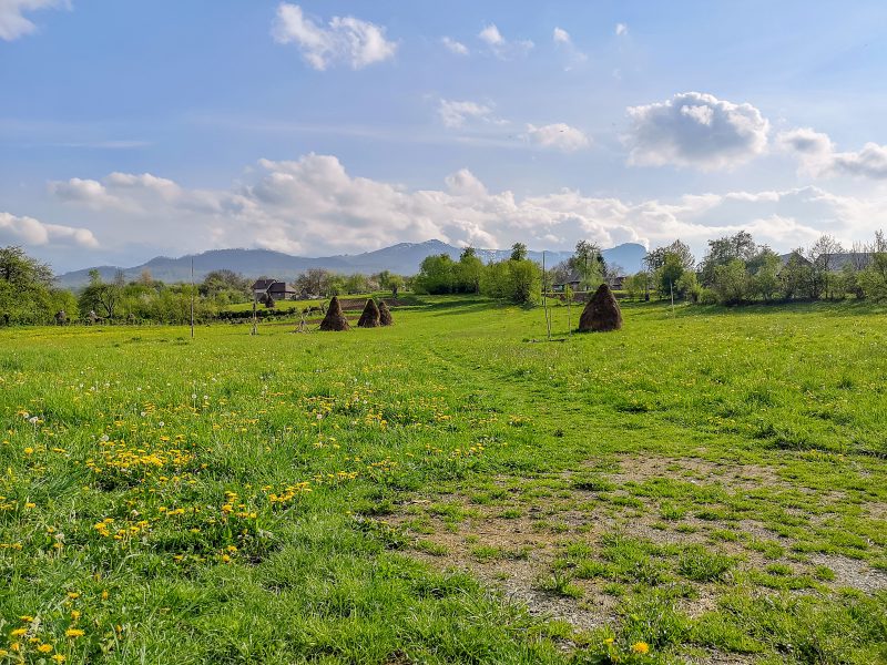 Breb Maramures Gutai