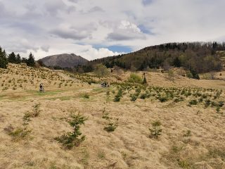 Vf Secatura MTB