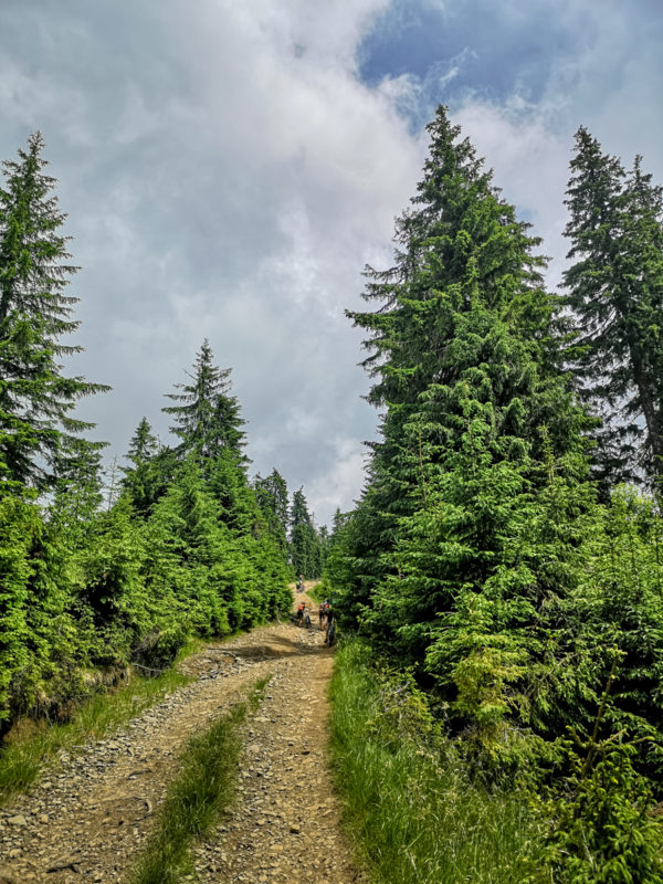 pushbike saua batrana