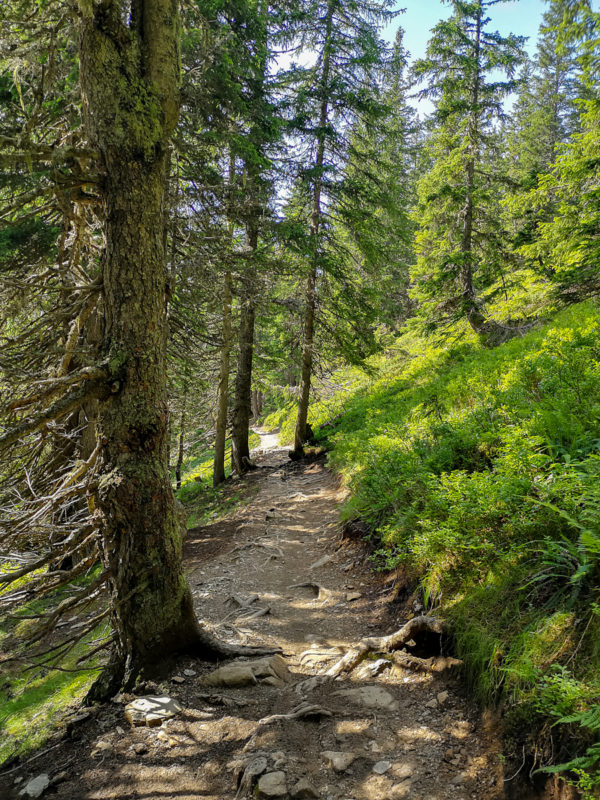 Wurzel Trail roots