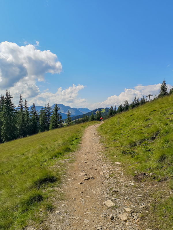 mtb Wurzel Trail